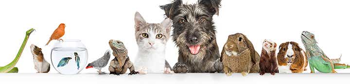 UK Pet Forums Forum banner