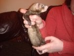 Ferret polecat Carnivore Finger Fawn