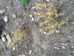 Road surface Asphalt Grass Groundcover Tar