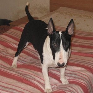 Varkhond puppies best sale